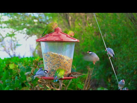 8 Hours of Hawaii Birds (Love Parrots & Java Finches) with Relaxing Nature Sounds | Great Escapes