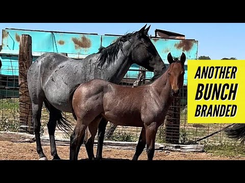 BRANDING THE FOALS IN CRAZY CREEK PASTURE #jheart #branding #quarterhorses #pctriggerfrost