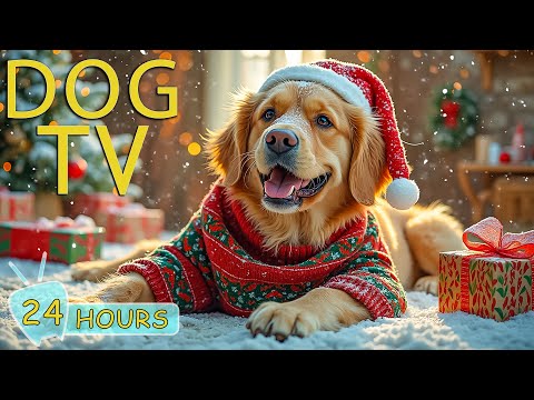 DOG TV CHRISTMAS: Best Video & Gentle Music for a Cozy, Peaceful Christmas for Dogs - Music for Dogs