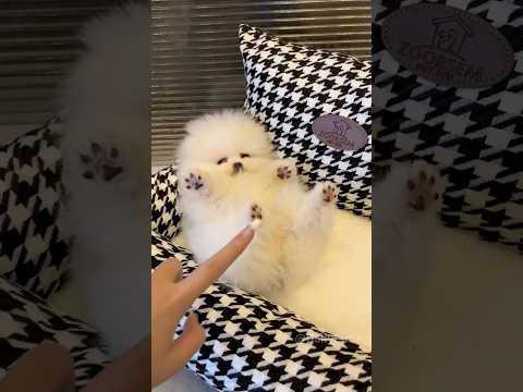 Super Cute Pomeranian Puppy #cutedog #puppy