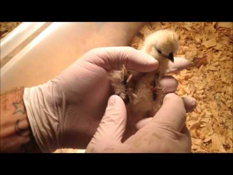 How to Identify Lice on Chicks