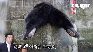 지금이 평생 가장 행복하다는 곰을 만나봤습니다ㅣFarm Bears Lived Locked Up In A Farm… However