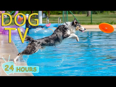 DOG TV: Video Long-Lasting Entertain for Dogs Home Alone - Soothing Music to Calm & Relax for Dogs