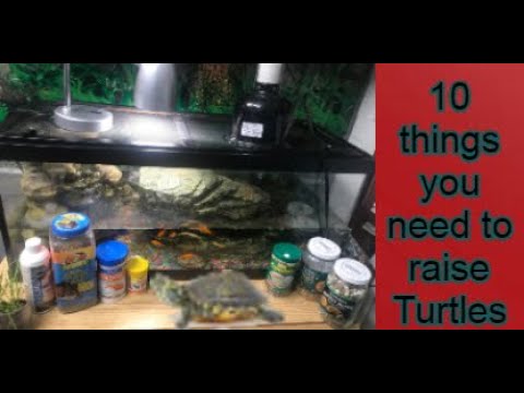 Top 10 **Must Haves** for Turtle keepers 2022 **Tips and Tricks**