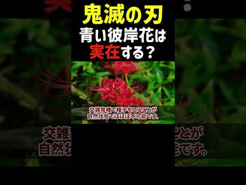 【鬼滅の刃】無惨が探した青い彼岸花は実在する？