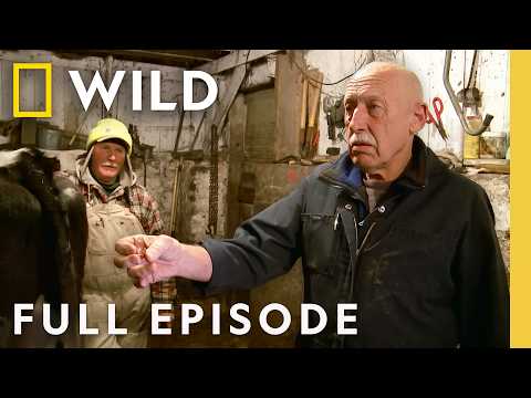 Frozen Udders and the Pregnant Cow (Full Episode) | The Incredible Dr. Pol | National Geographic