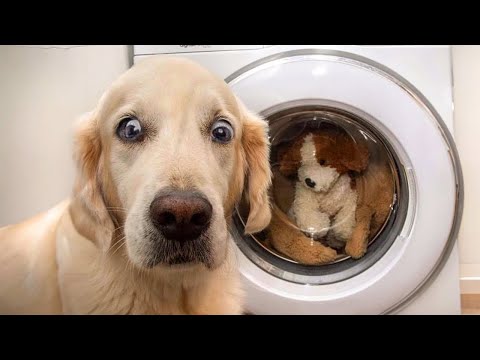 The Ultimate Funniest Golden Retriever 🤣🐶 Funny Dog Videos 2024