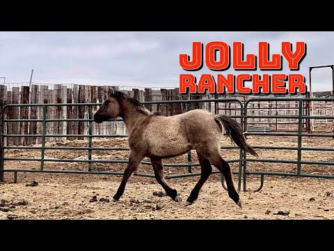 RAILROAD FIX | GRULLO COLT #jheart