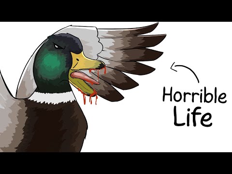 Why It Sucks to Be Born as a Duck