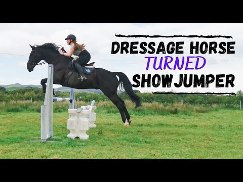 DRESSAGE HORSE TURNED SHOWJUMPER?!| Highest Walt Has Jumped!