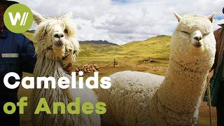 Humpless camelids: the South American llama and alpaca are essential to life in the Andes