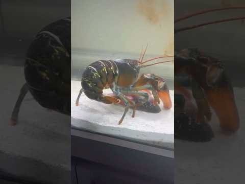 Pet lobster🦞fights for snapper carcass🤯 #fish #lobster #fishtank