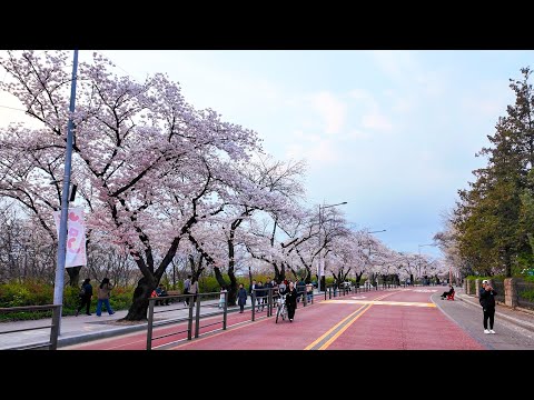 🌸KOREA Yeouido cherry blossom festival | Yunjung-ro & Han River Park| 4k HDR