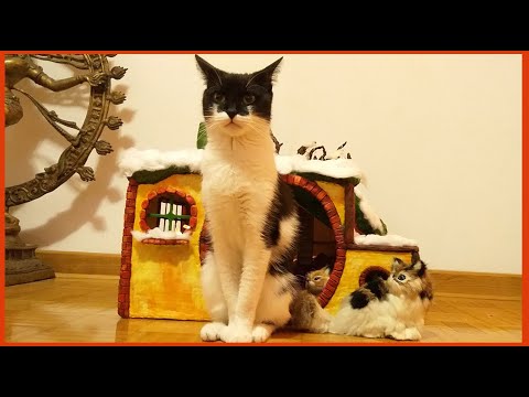 Hobbit Cardboard Cat House | DIY