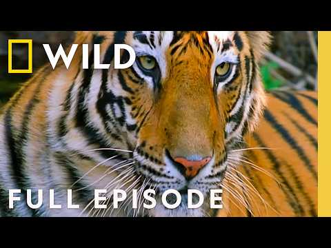 Tiger Wars (Full Episode) | The Living Edens | Nat Geo Animals