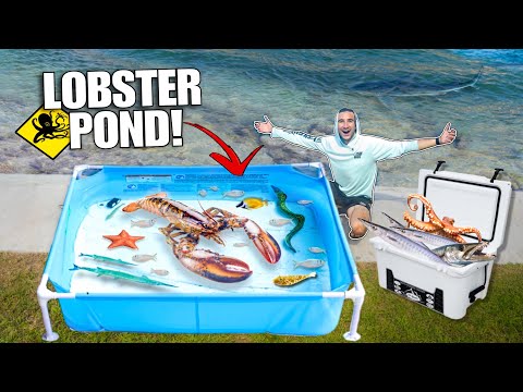 We Caught Hundreds Of WILD FISH For My LOBSTER Aquarium!