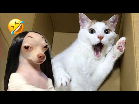 Funniest Cats And Dogs Videos 😁 - Best Funny Animal Videos 2024 🥰#5