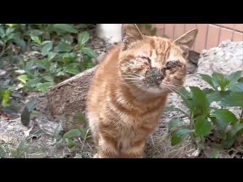 Mother cat cries blindly for losing her baby, but still does not give up searching