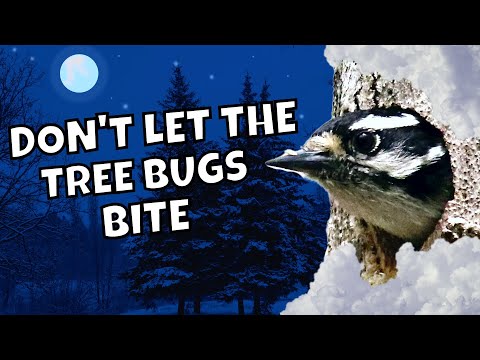 Where do Downy Woodpeckers Sleep in Winter? | Fun Facts