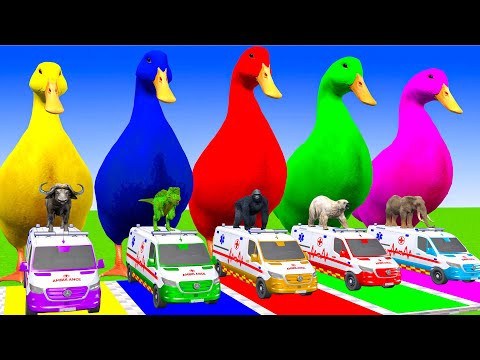 5 Giant Duck Cartoon, Cow, Mammoth Elephant, Lion, Gorilla, T Rex, Transfiguration funny animal 2028