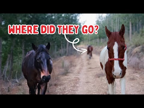 THE HORSES WENT MISSING? | Afternoon barn vlog