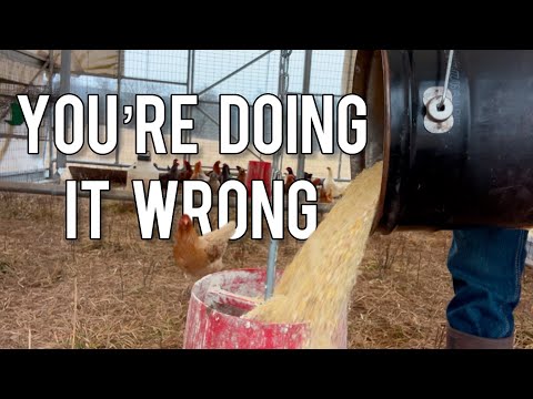 How To SAVE MONEY On Chicken Feed