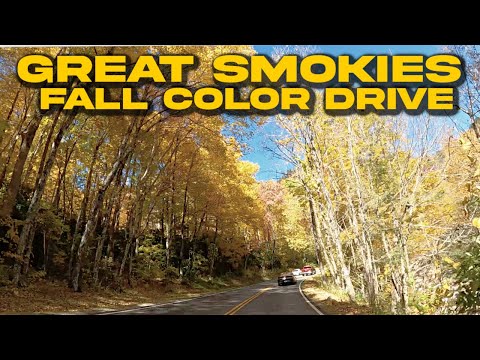 POV: YOU'RE DRIVING THROUGH THE SMOKIES DURING VIBRANT FALL COLOR Newfound Gap Road