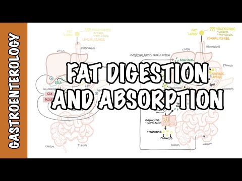 Fat (lipid) digestion and absorption physiology