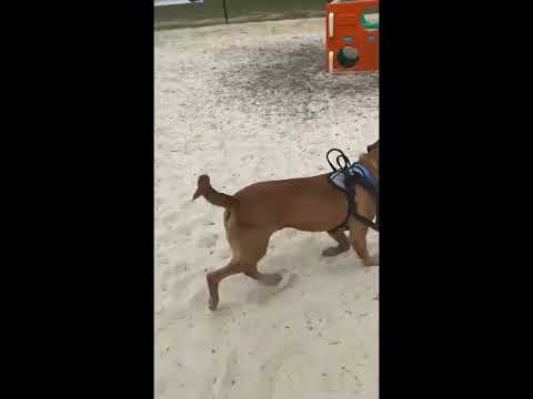 my dog, Spike, and I at the dog park ￼