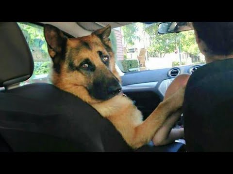 Why GERMAN SHEPHERDS Make You LAUGH So Much 🐶