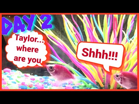 Diary of a Talking Fish (Day 2): Taylor and Tully play Hide n' Seek |#shorts