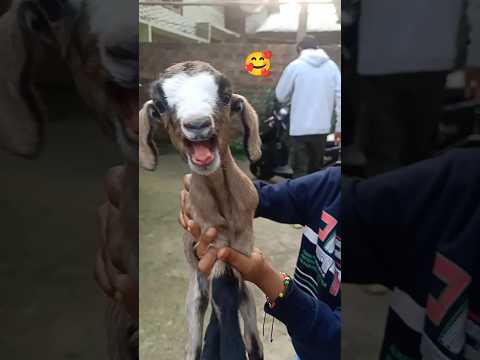 Cute baby goat voice