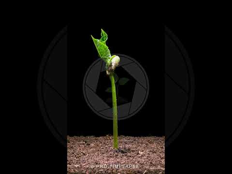 BEAN Growing Time Lapse #shorts