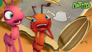 From Seed to Snack! | Antiks 🐜 | Funny Cartoons for Kids