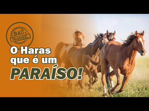 CONHEÇA O HARAS DA FAMÍLIA PARAÍSO EM IMBITUVA-PR #BaúCGRural