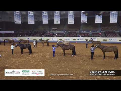 Select Performance Halter Geldings - 2024 AQHA World Championship Show