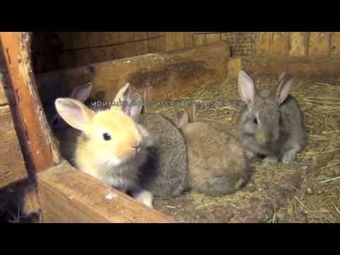 Baby Flemish Giant Bunny Rabbits