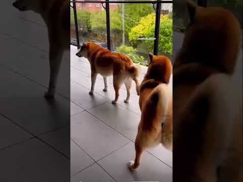 Funny animal videos 😂 #viral #shorts #funny