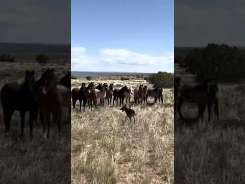 Gathering up some yearlings- click the link to watch the whole video 😁 #horseranch #jheart