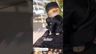 cat videos || Ramadan Mubarak #catshorts #cat #shorts