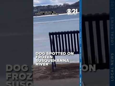 CAUGHT ON CAMERA 🐶 Dog seen running across frozen Susquehanna River