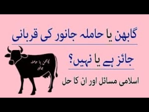 کیاگابن یاحاملہ جانورکی قربانی کی جاسکتی ہے