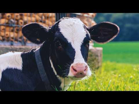 Grazing cows in pasture | Cows feeding