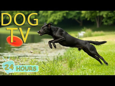 DOG TV: Best Entertaining Videos for Dogs - Calming Music to Keep Your Dogs Relax When Alone