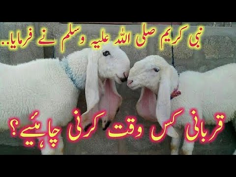 Qurbani Ks waqt Krna Chahiy/Qurbani ka Bayan/Qurbani ka Tarika aur Bayan ilyas qadri