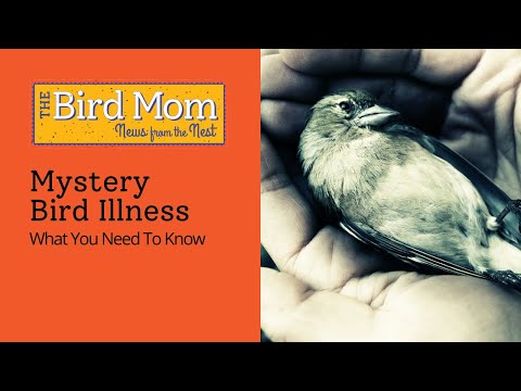 Mystery Bird Illness '21 - News, Updates, What You Can Do