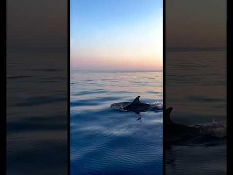 gods my fav artist 💙 #beautiful #beach #marinebiologist #summer #god #ocean #viral #fyp #capcut