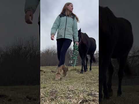 Lunging and riding my gorgeous mare 🐴