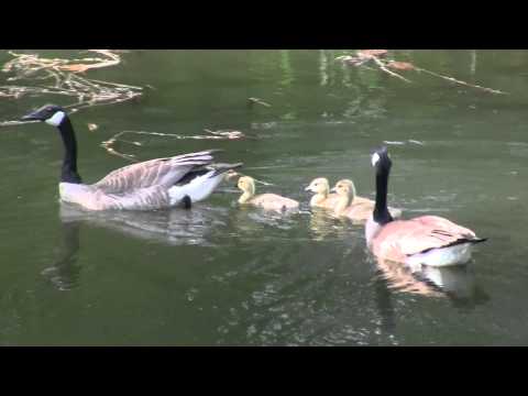 Baby Canadian Geese Going for a Swim