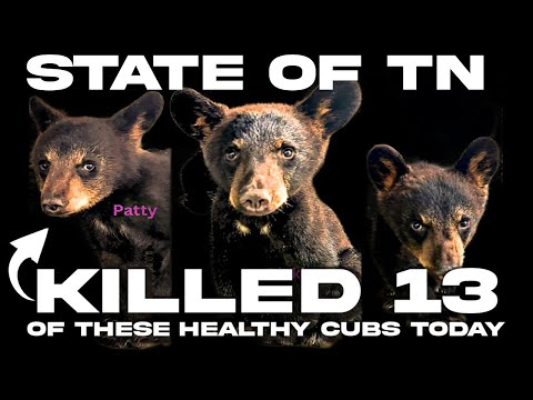 GATLINBURG, TN: TWRA KILLED 13 HEALTHY ORPHAN BEAR CUBS TODAY & NO ONE CAN DO ANYTHING ABOUT IT